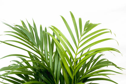 Areca palm - 150 tot 240 cm