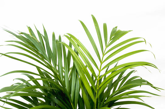 Areca palm - 150 tot 240 cm