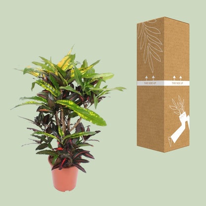 Croton Mango - Ø27cm - ↕110cm