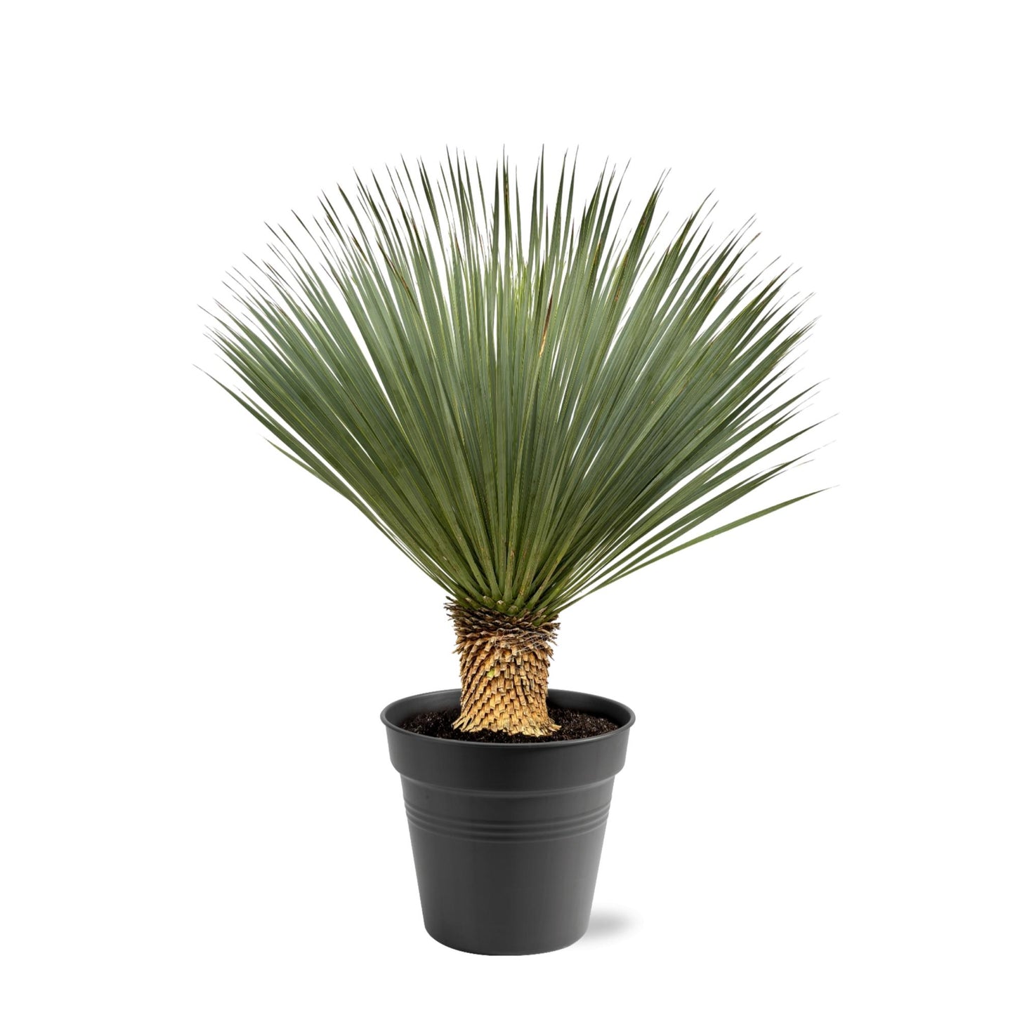 Yucca Rostrata - 100 tot 150cm