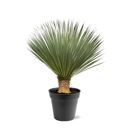 Yucca Rostrata - 100 tot 150cm