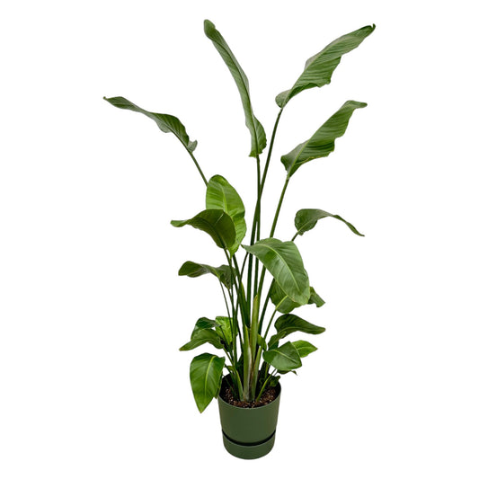 Combi deal - Strelitzia Nicolai inclusief Elho Greenville Pot - 180 cm