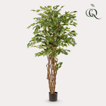 kunstplant Ficus liana  Vioolbladplant 170cm