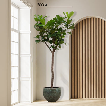 Ficus Lyrata boom XXXL - 270cm - ø45 cm